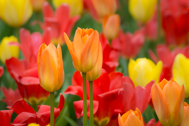 Tulips, Orange, Red, Yellow, Spring, Colorful