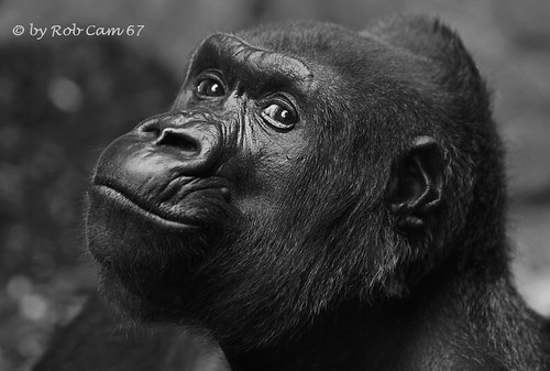 Gorilla Rebecca by Rob Cam 67