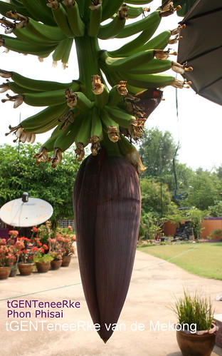 Banana's flower in contralight in my garden by tGenteneeRke along the Mekong river