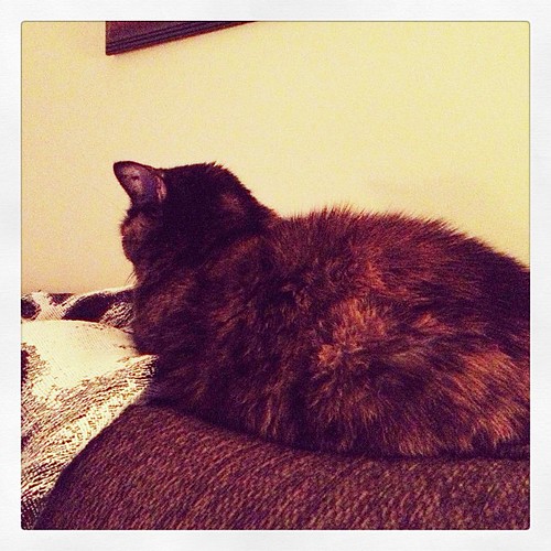 Napping behind me on the couch. #weekinthelife #cat #tortie
