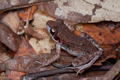 Masked Rough-sided Frog (Hylarana laterimaculata) IMG_2134 copy