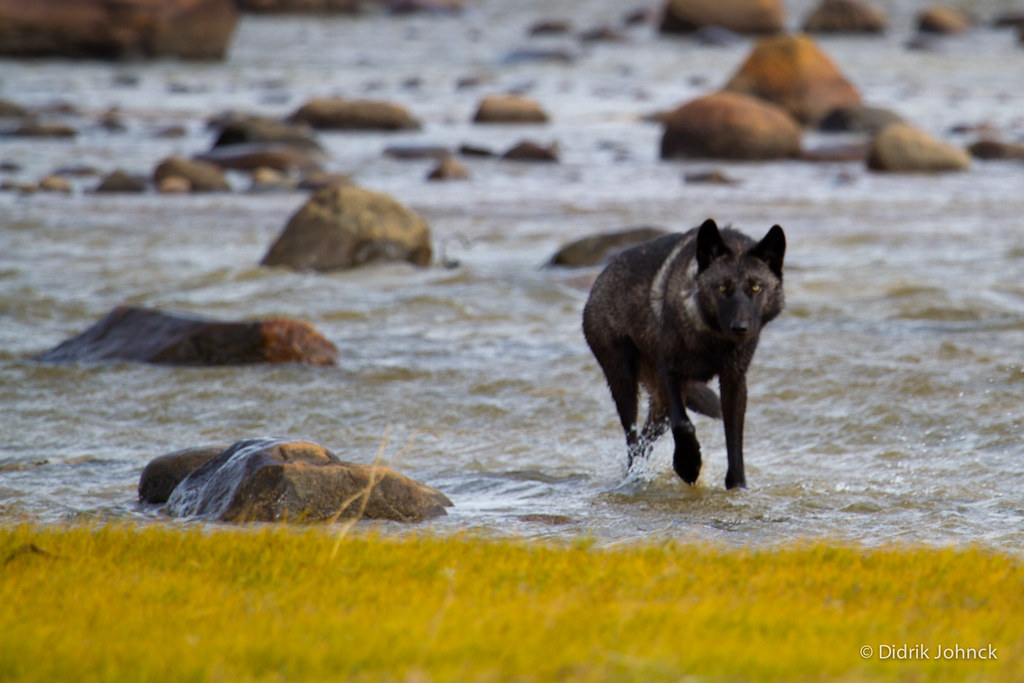 Wild Wolf in River