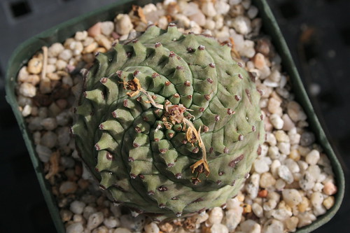 Euphorbia by hanzrobo