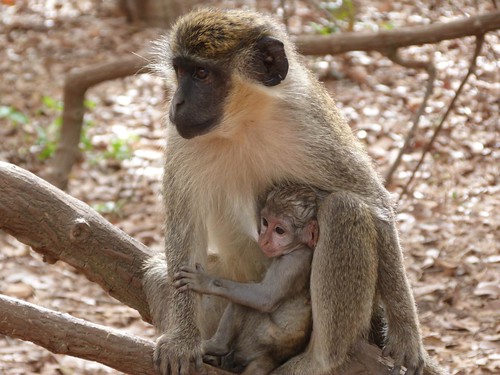 Mona with her calf in the Bijalo National Park (Gambia)