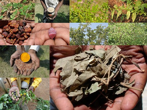 Medicinal Rice Formulations for Diabetes Complications and Heart Diseases (TH Group-6) from Pankaj Oudhia’s Medicinal Plant Database by Pankaj Oudhia