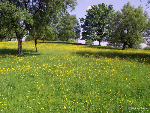 Parkland Meadow by Mickaul