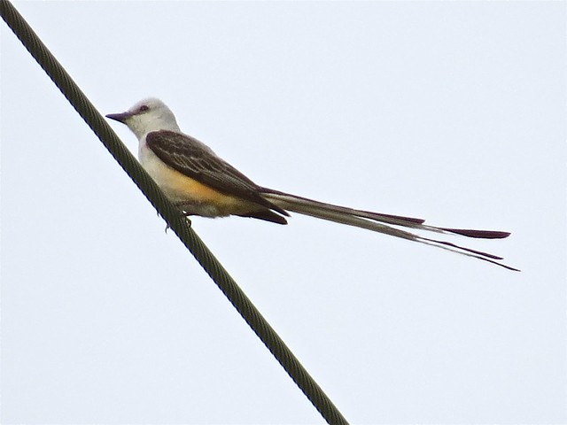Scissor-tailed Flycatcher at the Ameren Substation in Havana, IL 07