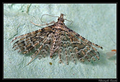 Lepidoptera/Alucitidae