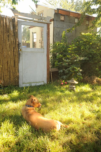 Golden Rosie in the grass, backyard with garden fence and old greenhouse, Japanese lantern, summer, Seattle, Washington, USA by Wonderlane
