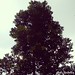 Tree Top #KebunRayaBogor
