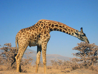Giraffe (auf dem Weg nach Serengeti)