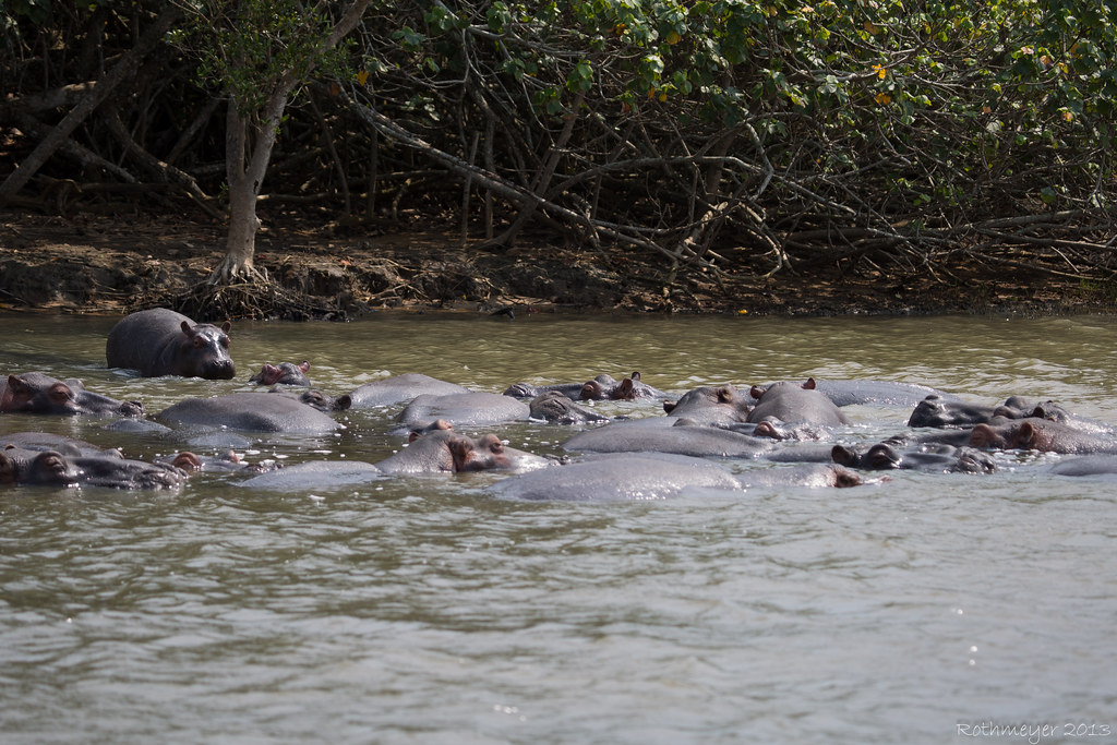 St. Lucia Hippos