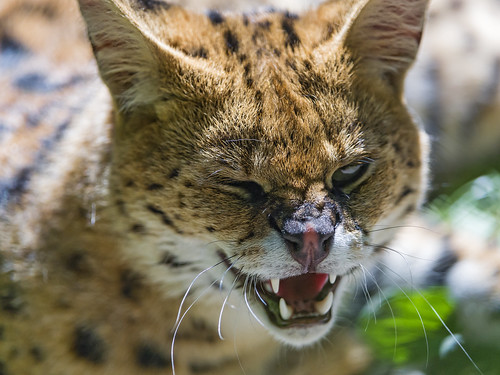 Smirking serval by Tambako the Jaguar