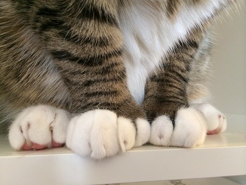 Amelia's paws