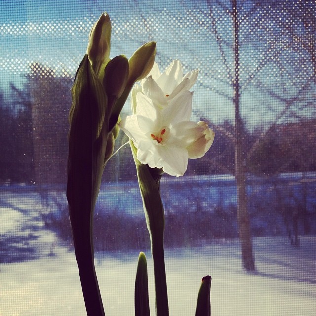First blooms. #yuletide