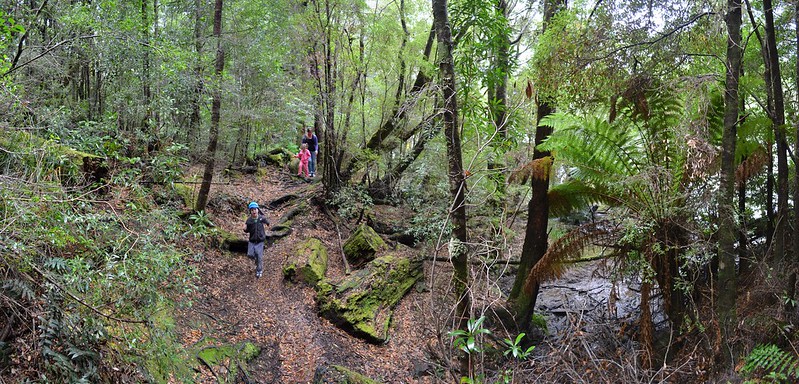 Hiking alongside the Pieman River on the Whyte River Walk - Tarkine Wilderness - Corinna - Tasmania