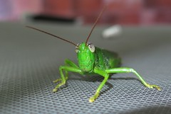 Grasshopper (F) 