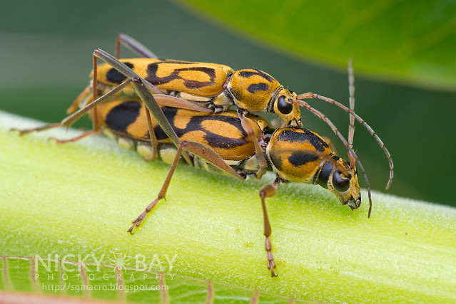 Longhorn Beetles (Chlorophorus annularis) - DSC_2468