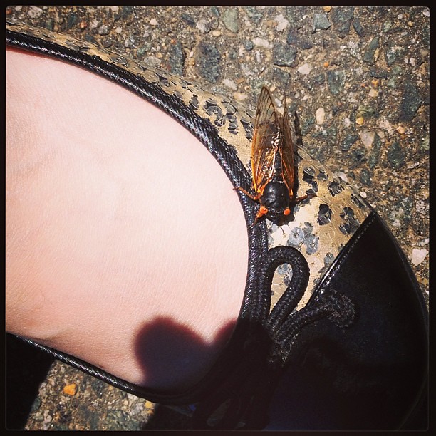 While out playing frisbee golf, this cicada landed on my shoe! We ended up having to move it by hand because it wouldn't fly away. =)