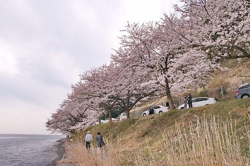 【写真】桜 : 海津大崎