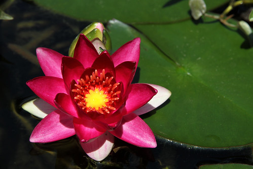 red_waterlily