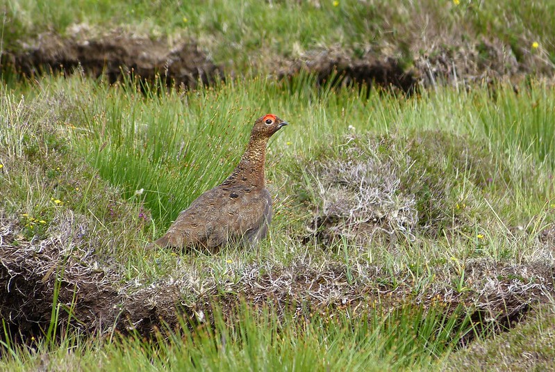 P1050368_2 - Red Grouse, Isle of Mull