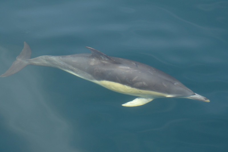 P1050506 - Common Dolphin, Isle of Mull