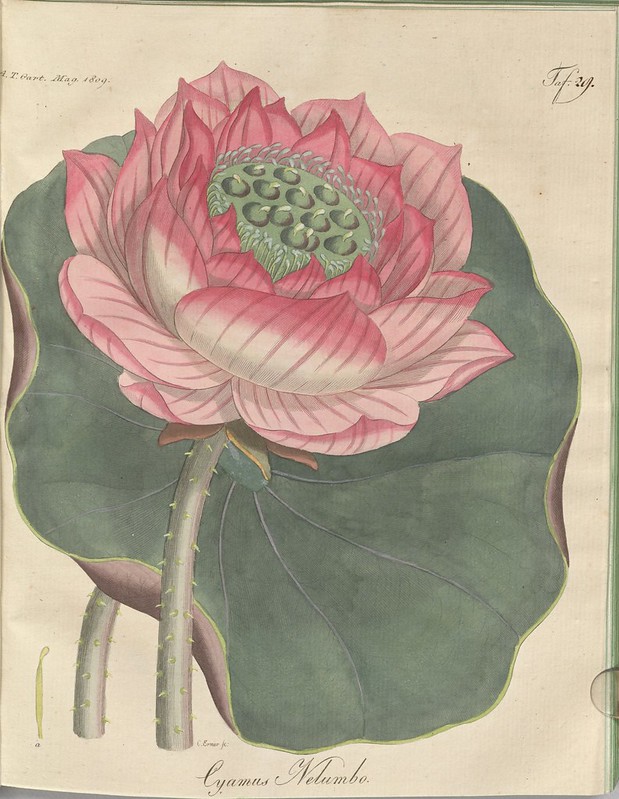 Cyamus nelumbo (hand-coloured botanical engraving courtesy kulturerbe niedersachsen)
