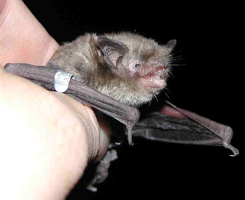 Indiana bats, such as this one, are part of a monitoring program on the Monongahela National Forest in West Virginia. The bats are fitted with a radio transmitter and tracked to roosting locations throughout the life of the transmitter. (U.S. Forest Service)