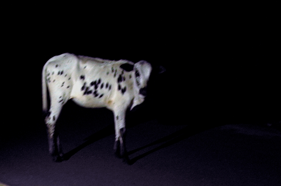 cow in the street sri lanka