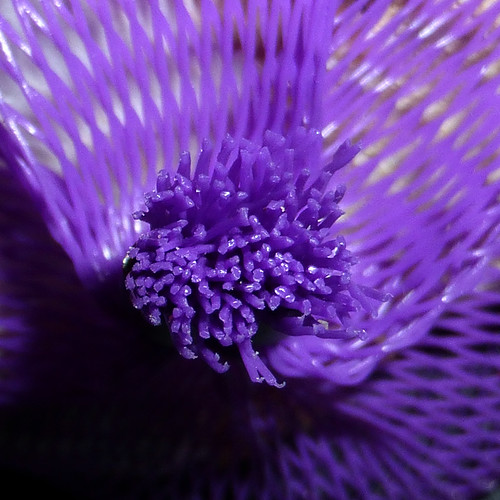 purple net by pho-Tony