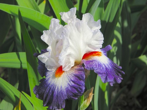 Grand iris barbu