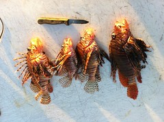 Handling lionfish requires special care: some of their fins are tipped with venom that make even the slightest puncture extremely painful, though not fatal. Credit: Christopher Pala/IPS