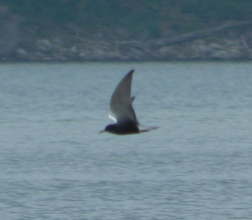 Far Black Tern
