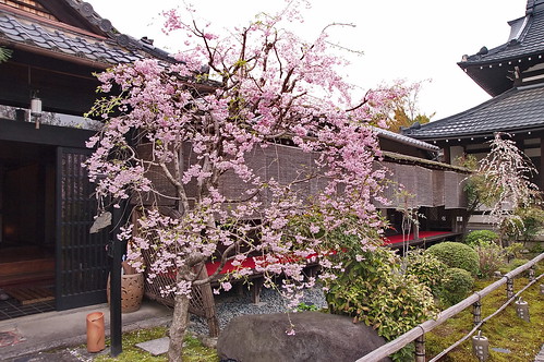 【写真】桜 : 閑臥庵