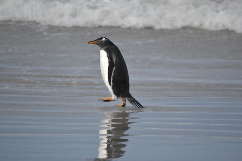 Gentoo Penguin Berthas Beach by ATCMikeR