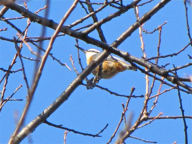 Red-breasted Nuthatch in McLean County, IL 01