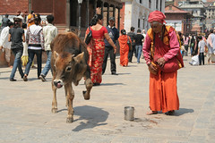 Święta  krowa w Kathmandu