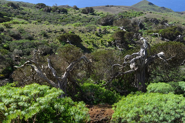 Wild Juniper (Sabine) trees of El Hierro