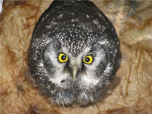An owl seems to plead for help after getting stuck in a vault toilet. A movement to save birds from serious injury and death garnered a Wings Across the Americas Award for the Teton Raptor Center of Jackson Hole, Wyo., and employees from several national forests. (Photo courtesy Teton Raptor Center)
