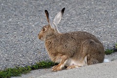Neighbourhood wildlife - Snowshoe hares
