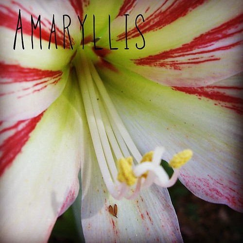 Garden Alphabet: Amaryllis | A Gardener's Notebook with Douglas E. Welch