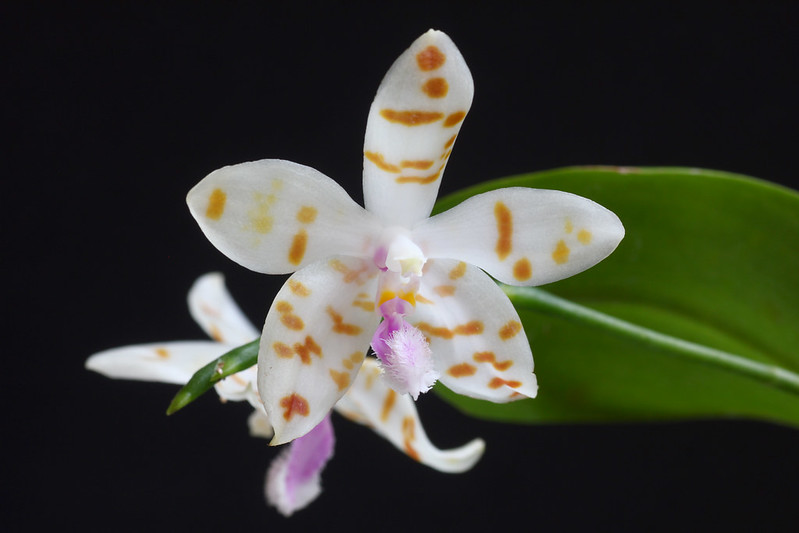 Phalaenopsis mariae x tetraspis C1 