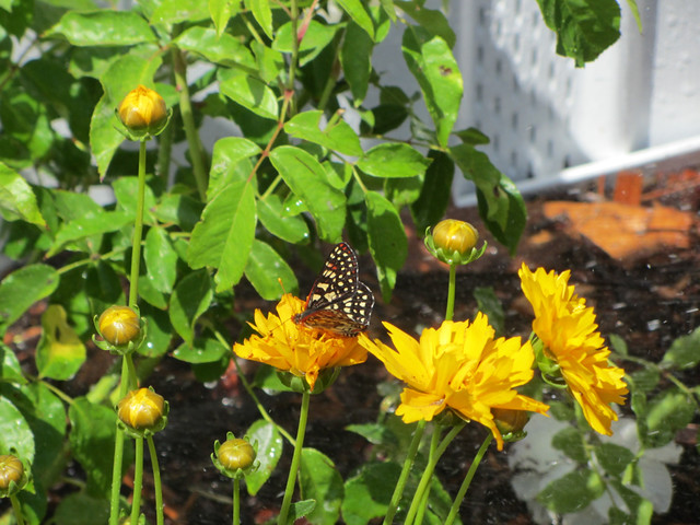 coreopsis and friend