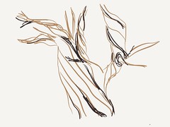 Adventure knit drawing - Bristlecone Pine