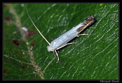 Lepidoptera/Lyonetiidae