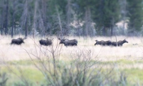 5 moose