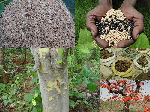 Indigenous Medicinal Rice Formulations for Diabetes and Cancer Complications, Heart, Spleen and Liver Diseases (TH Group-107 special) from Pankaj Oudhia’s Medicinal Plant Database by Pankaj Oudhia