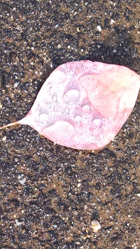 Another Rain Drop Leaf