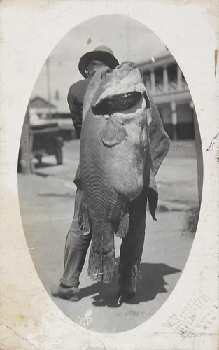 Murray River Cod Postcard by Australian National Maritime Museum on The Commons